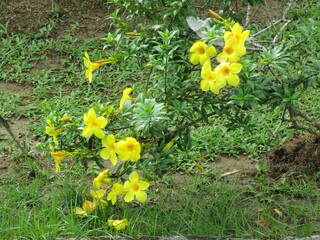 bright yellow blossoms and bright green leaves