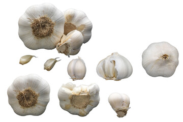 White Garlic clove and bulb isolated on transparent background. Commercial stock photo, PNG file.