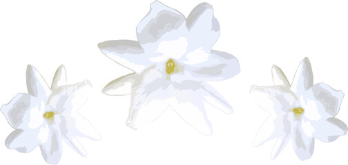 Fototapeta premium 3 cute flowers of jasmine flowers, (vector illustration).