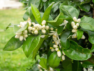 Fresh jasmine flowers on a bush. The concept of spring in the south. White flowers and green leaves.