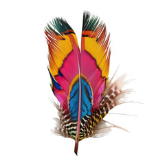 decorative colorful pheasant bird feather isolated on the white background
