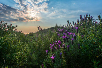 Lavandula stoechas in garden with green leaves, Purple flowers spanish lavender a species of...