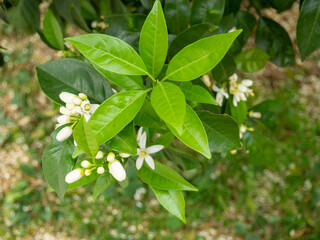 Fresh jasmine flowers on a bush. The concept of spring in the south. White flowers and green leaves.