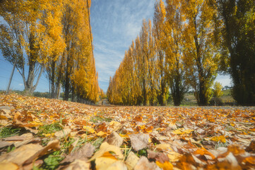 Blurred image of golden poplars in Autumn on both side of the road, Meadow Flat NSW Australia - obrazy, fototapety, plakaty