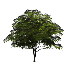 elderberry tree isolated on white background
