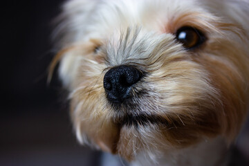 Close-up portrait of Yorkshire Terrier. Cute little dog, doggy, puppy hairy brown muzzle face close...