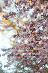 Blooming Cherry, Prunus cerasifera var. pissardii, Black Cherry Plum,  Purple Leaf Plum in bloom