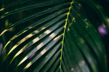 Green leaves of coconut tree close up for nature background.