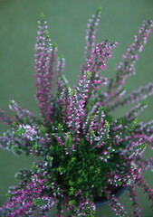 Obraz premium Erica carnea in bloom, the winter heath, winter-flowering heather, spring or alpine heath, species of flowering plant, on green background