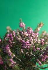 Erica carnea in bloom, the winter heath, winter-flowering heather, spring or alpine heath,  species of flowering plant, on green background
