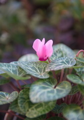 Cyclamen hederifolium, Ivy-leaved cyclamen, sowbread with pink flowers
