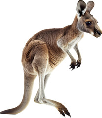 Fototapeta premium Eastern grey kangaroo standing