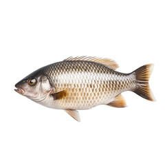 freshly freshwater fish crucian carp in plate isolated on white background