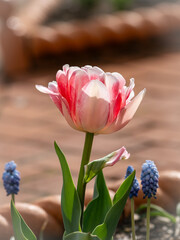 tulips in the garden