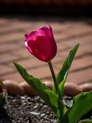 tulip on a wooden background