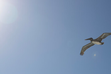 pelican in flight