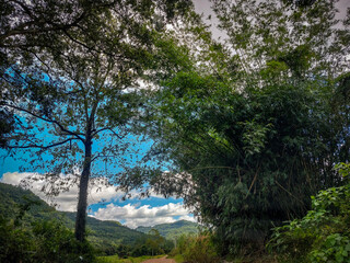 Obraz premium trees in the forest