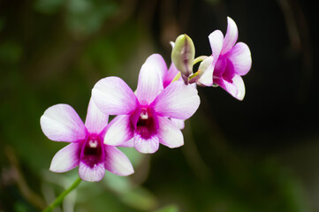 Orchid capture