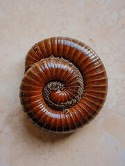 close-up photo of a centipede curled up
