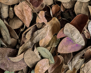 dry leaves that fall on the ground
