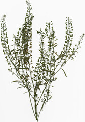 Pressed pennycress on white