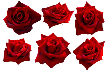 six dark red rose heads blooming isolated on white background.Photo with clipping path.