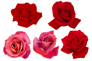 two dark pink and three dark red rose heads blooming isolated on white background.Photo with clipping path.