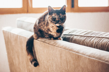 Portrait of a domestic Turtle cat sitting on a couch in home interior. A pet is looking at a...