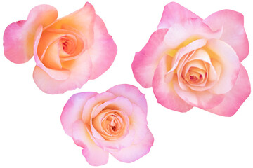 Pink-orange roses heads blooming isolated on white background.Photo with clipping path.