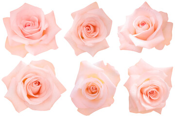 Six soft pink roses heads blooming isolated on white background.Photo with clipping path.