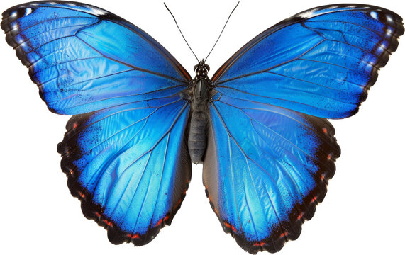 Fototapeta Vibrant blue morph butterfly with open wings