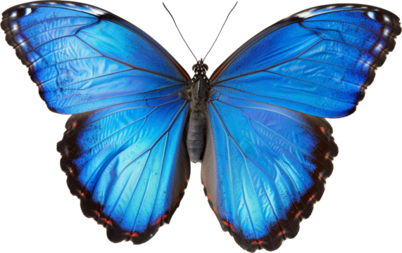 Vibrant blue morph butterfly with open wings