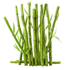 green bamboo sticks isolated on white background