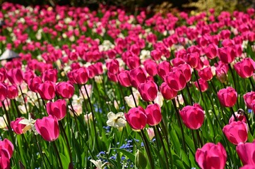 Tulips in the gardens of Victoria, BC, Canada