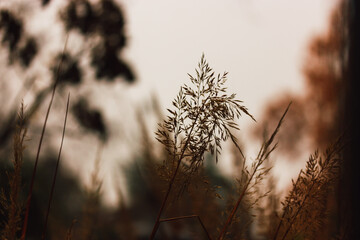 Autumn landscape. Dry spikes of grass, grasses on a dusky gloomy day. Abstract calm natural background of garden, park plants. Dry flora is growing in a wild against sunset sky. Tranquillity, calmness