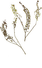 Naklejka premium Pressed pennycress on white