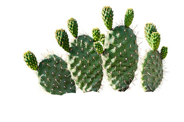  Cactus in a pot isolated on a white background