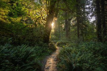 Small Sunburst Highlights Trail In Hoh Rainforest
