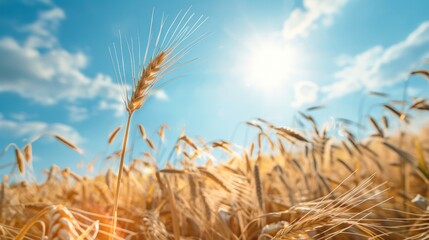 Field of wheat under sun