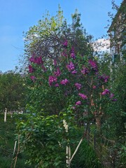 blooming tree