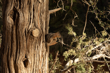 Squirrel Takes A Rest On Broken Tree Branch
