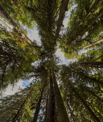 Straight Up Into The Canopy Of Olympic