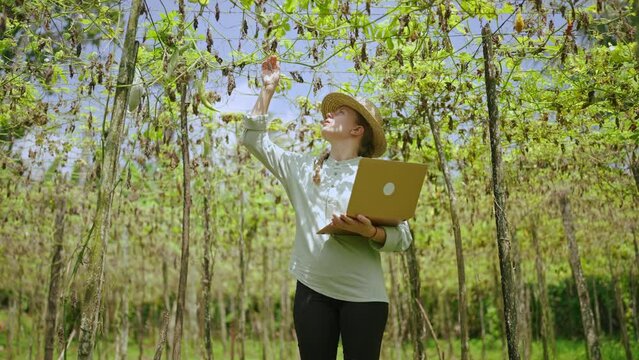Female agronomist with laptop examines vegetable harvest on farm. Young woman farmer checking green bottle gouds enters the data into computer. Modern agribusiness concept. Harvest loss.