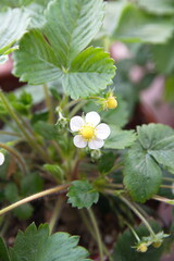 Strawberry plant with  white flowers, woodland strawberry, Fragaria vesca, medicinal and ornamental plant with edible fruits