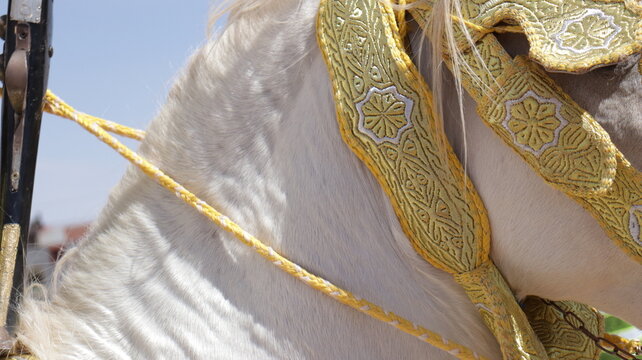 Traditional Moroccan Horse Attire Detail - A Glimpse into Moroccan Tbourida Riding Fashion
