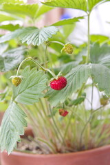 Strawberry plant with aromatic edible red fruits, woodland strawberry, Fragaria vesca, medicinal and ornamental plant on white background