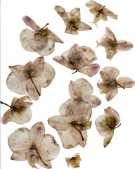 Pressed moldy orchids blooms on white