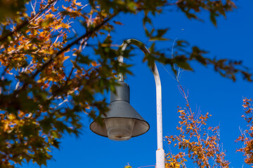 Street light lamp in Dural street with colourful Autumn Leaves NSW Australia 