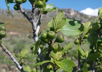 Fruits of Ficus carica, a species of small tree in the flowering plant family Moraceae. Native to the Mediterranean and western Asia, fig tree, spanish fig