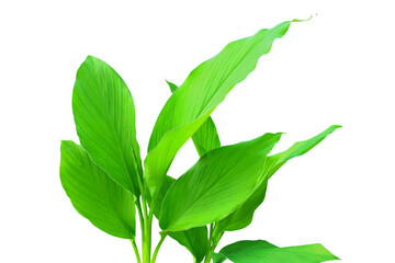 turmeric or curcumin longa root leaves known in india as haldi,huldi,haldar,isolated cutout in...